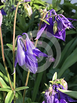 Purple and Yellow Stamen Columbine Blossoms - Aquilegia