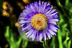 Purple Yellow Subalpine Daisy Wildflower Mount Rainier Paradise