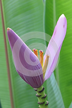 Purple and yellow tropical flower with ringed stem on leaves