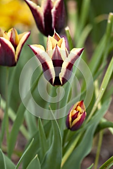 Purple and yellow Tulips in garden