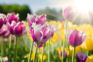 Purple and yellow tulips