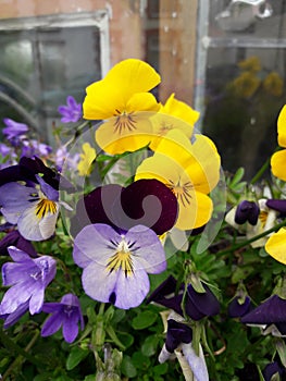 Purple and Yellow Viola Flowers