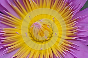Purple yellow water lily for abstract background