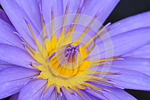 purple yellow water lily on dark backdrop for abstract background