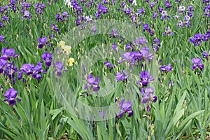 Purple, yellow and white flowers of Iris germanica in May