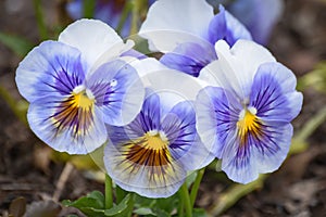 Purple, Yellow and White Pansy Flowers in Bloom photo