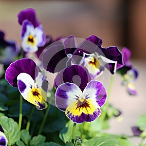 Purple, Yellow and White Tricolored Pansy Flowers