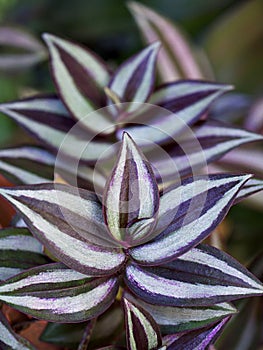 Purple Zebra plant ,Wandering Jew ,Tradescantia Zebrina ,Spiderwort ,Silk plant ,purple heart ,Inch plant