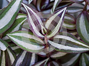 Purple Zebra plant ,Wandering Jew ,Tradescantia Zebrina ,Spiderwort ,Silk plant ,purple heart ,Inch plant