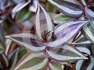 Purple Zebra plant ,Wandering Jew ,Tradescantia Zebrina ,Spiderwort ,Silk plant ,purple heart ,Inch plant