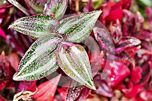 Purple Zebra plant ,Wandering Jew ,Tradescantia Zebrina ,Spiderwort ,Silk plant ,purple heart ,Inch plant , colourful foliage of s