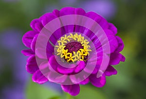 Purple Zinnia photo