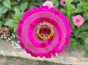 Purple Zinnia in detailed view