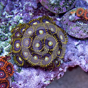 Purple Zoanthid polyp colony