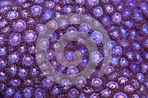 Purple Zoanthid Soft Coral 
