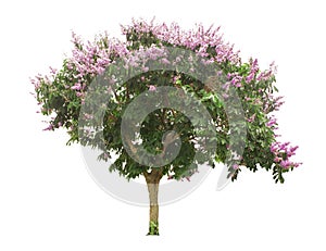 purpLe flowering tree Isolated from the white background photo