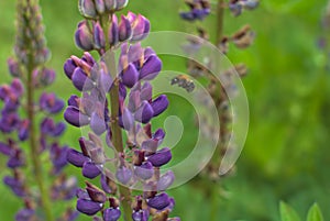 Purpleflower and bumblebee