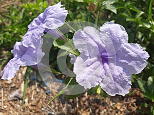 Purpleflower waterkanon minnieroot