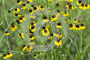 Purplehead Sneezeweed Wildflowers - Helenium flexuosum