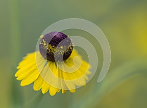 Purplehead Sneezeweed Wildflowers - Helenium flexuosum photo