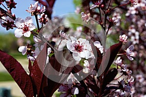 Purpleleaf Sandcherry  822252