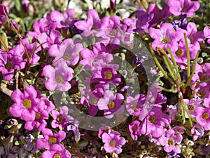 Purplemat - Nama demissum photo