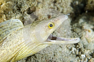 Purplemouth Moray Eel-Gymnothorax vicinus