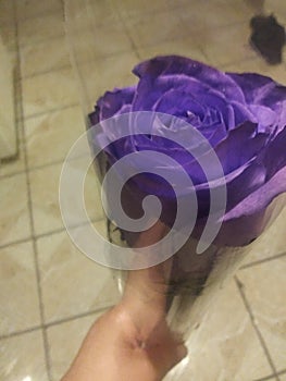 Purple rose