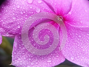 Purples flower with water drop