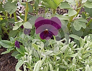 Purples pansies in the garden photo