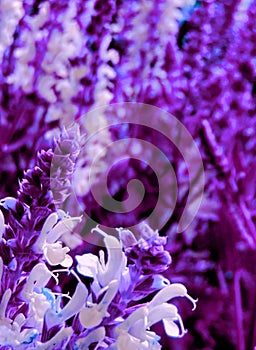 Purplest beautiful flowers
