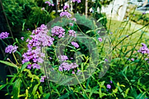 The purpletop vervain bush of flowers. Closeup of Verbena bonariensis in the garden. A scenic view of purpletop vervain flowers on