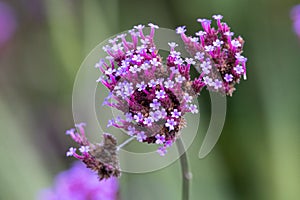 Purpletop vervain verbena bonariensis