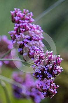 Purpletop vervain verbena bonariensis