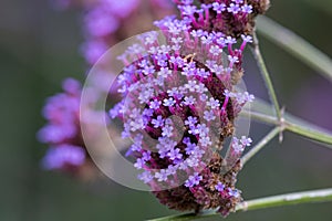 Purpletop vervain verbena bonariensis