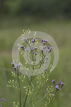 Purpletop Vervain, Verbena bonariensis Background 2