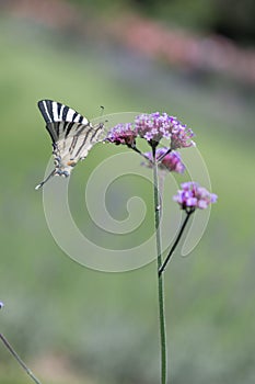 Purpletop vervain Verbena bonariensis, with Old World swallowtail butterfly, Papilio machaon