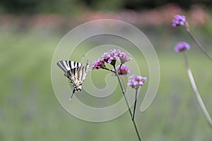 Purpletop vervain Verbena bonariensis with Old World swallowtail butterfly, Papilio machaon