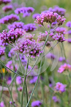 Purpletop vervain Verbena bonariensis, purple flowering plant