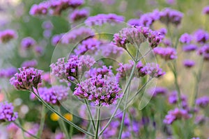 Purpletop vervain Verbena bonariensis, purple flowering plantss