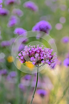 Purpletop vervain Verbena bonariensis, purple flowers in a garden