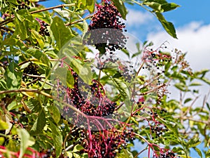 Purplish-black berries of Dogwood shrub, lush summer season nature