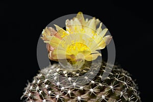 Purplish-black Copiapoa ssp with yellow blossom flowers