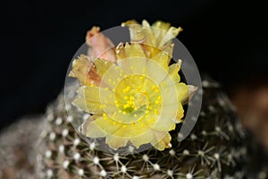 Purplish-black Copiapoa ssp with yellow blossom flowers