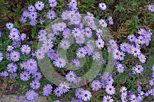 Purplish blue flowers of Michaelmas daisies