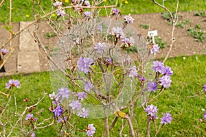 Purplish blue rhododendron or Rhododendron Russatum plant in Saint Gallen in Switzerland photo