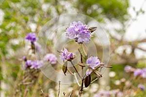 Purplish blue rhododendron or Rhododendron Russatum plant in Saint Gallen in Switzerland photo