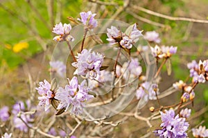 Purplish blue rhododendron or Rhododendron Russatum plant in Saint Gallen in Switzerland photo