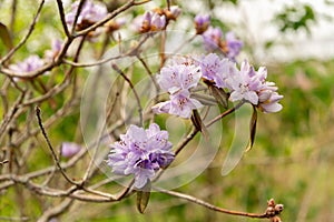 Purplish blue rhododendron or Rhododendron Russatum plant in Saint Gallen in Switzerland photo