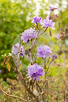 Purplish blue rhododendron or Rhododendron Russatum plant in Saint Gallen in Switzerland photo